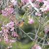 桜カワセミ　陽光編