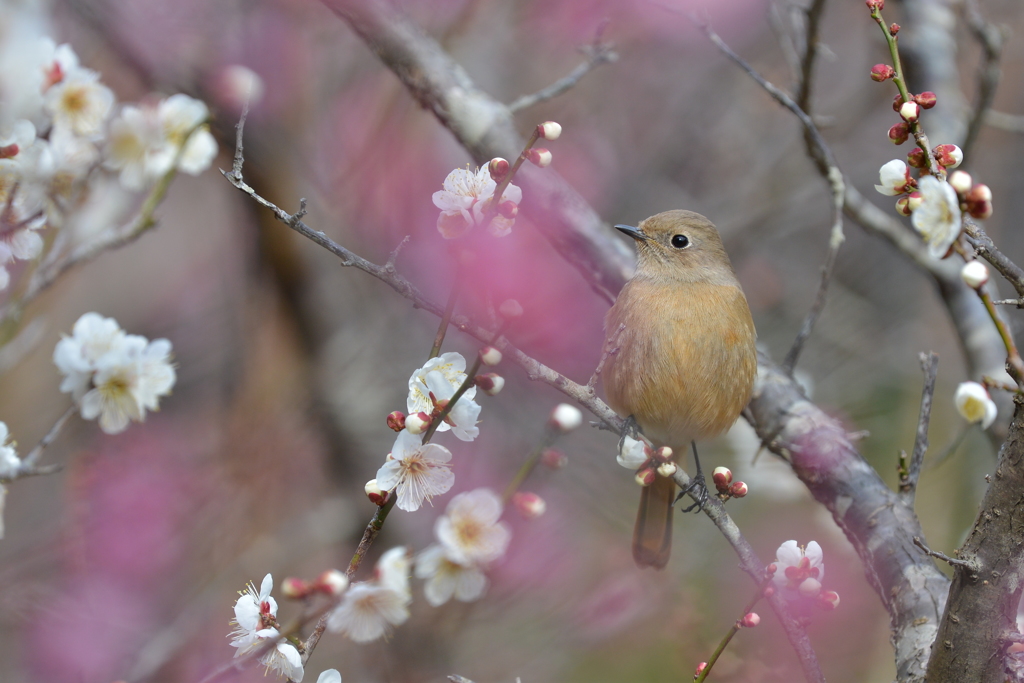 梅からみ　ジョビ子ちゃん