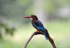 アオショウビン　White Throated Kingfisher