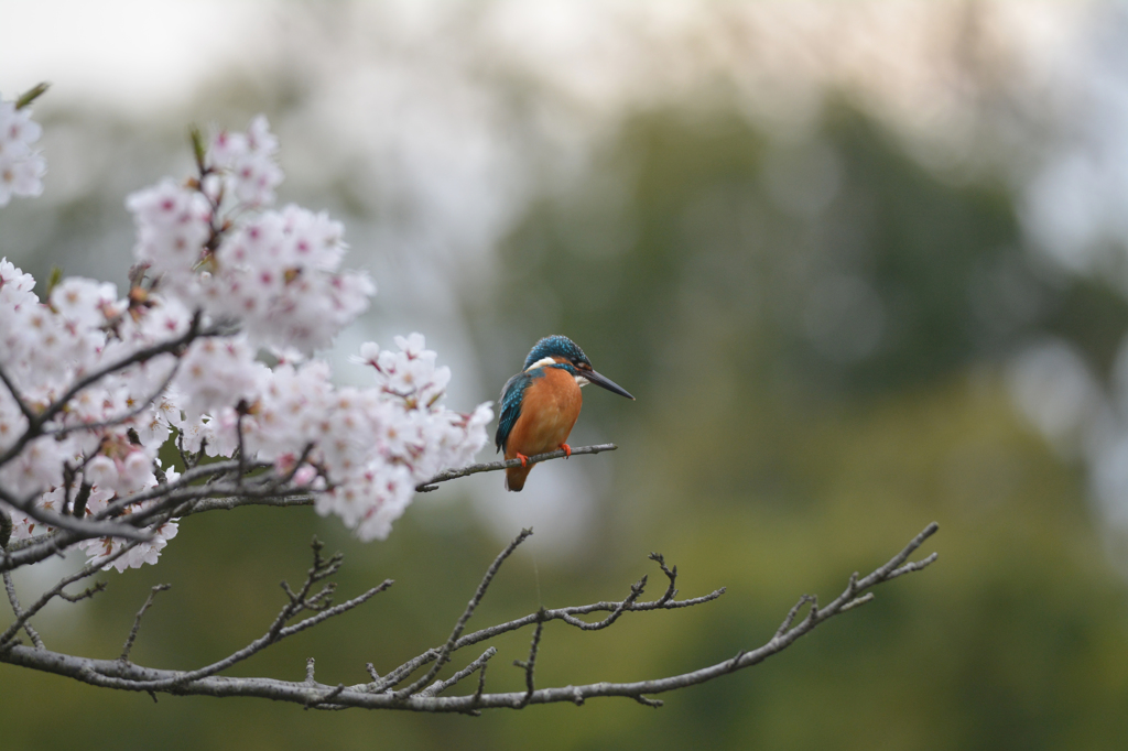 桜　カワセミ　2016　③