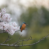 桜　カワセミ　2016　③