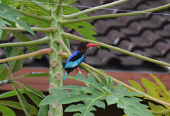 ジャワショウビン　on the tree.