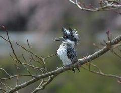 喜びの雄たけび。