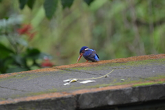 バリ島のカワセミ君