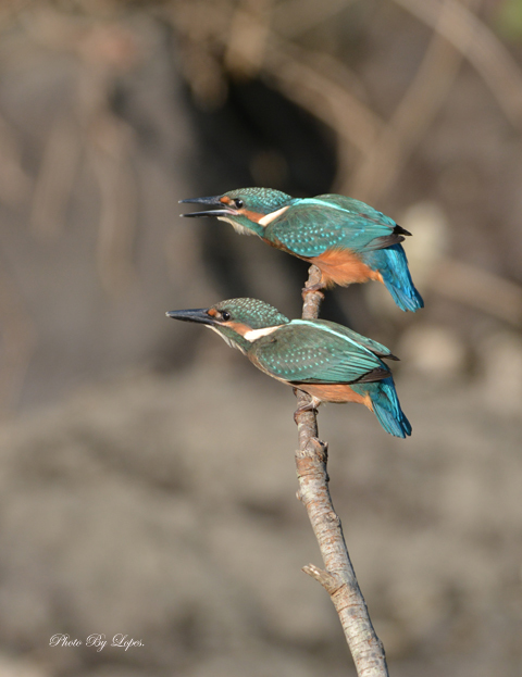カワちゃん　ベイビー　5
