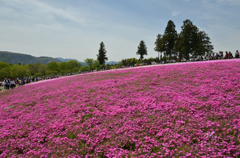 2017　秩父　芝さくら祭り　北海道風