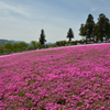 2017　秩父　芝さくら祭り　北海道風