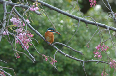 桜カワセミ　横顔編