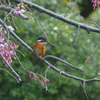 桜カワセミ　横顔編