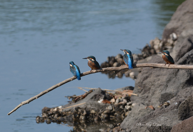 カワちゃん　ベイビー　3