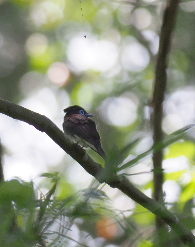 初　サンコウチョウ３