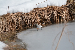 ウォーキング　on the ice.