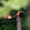 再会　アカショウビン
