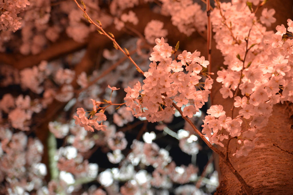 夜桜１