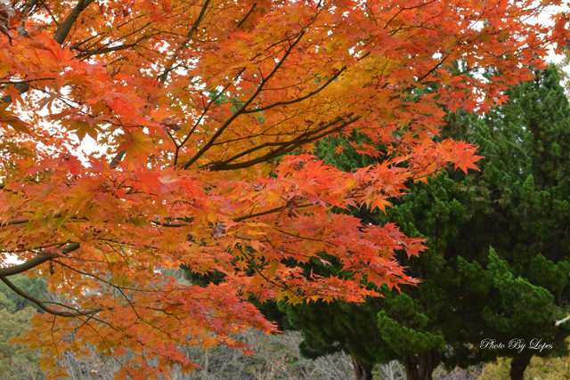 燃える紅葉