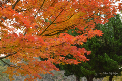 燃える紅葉