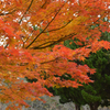 燃える紅葉