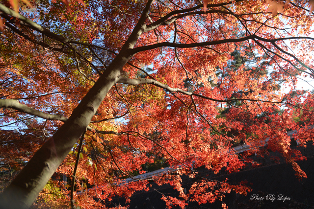 紅葉　～逆光編～