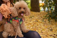 愛犬と紅葉　1