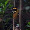 キマユヤイロチョウ　Pitta