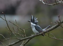 相方を探して・・・。