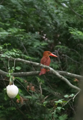 エサとアカショウビン。