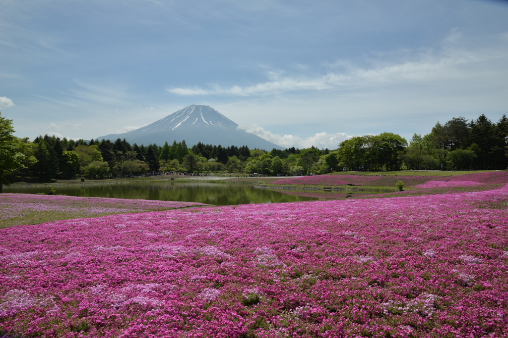 富士芝桜まつり　１
