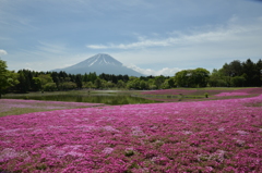 富士芝桜まつり　１