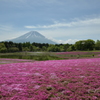 富士芝桜まつり　１