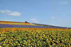 富良野