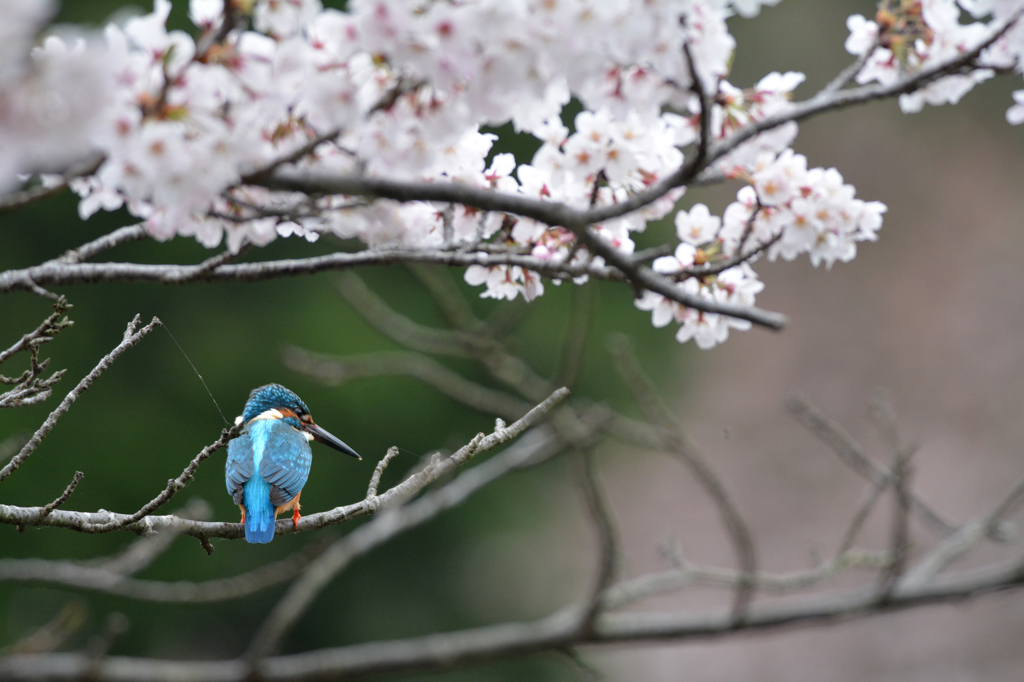 桜　カワセミ　2016　①