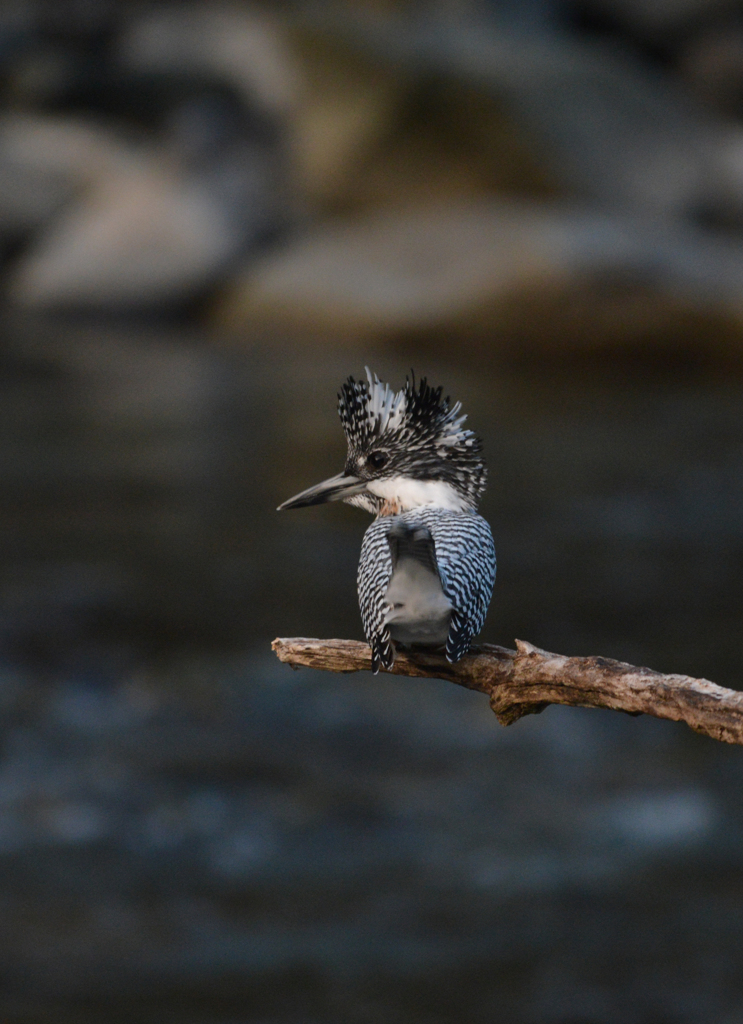 D600+BORGにて　②