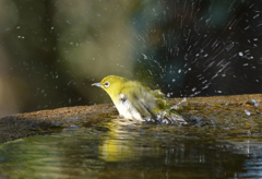 水浴び大好き　4