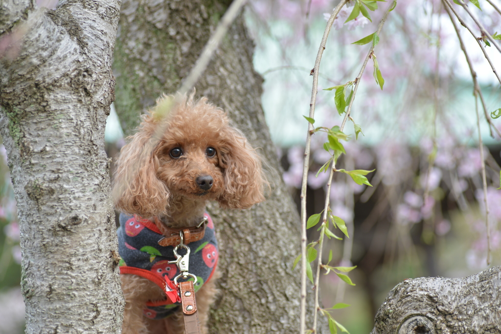 枝垂れ桜と一緒に。