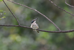 ヒジリショウビン　Sacred Kingfisher