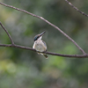 ヒジリショウビン　Sacred Kingfisher