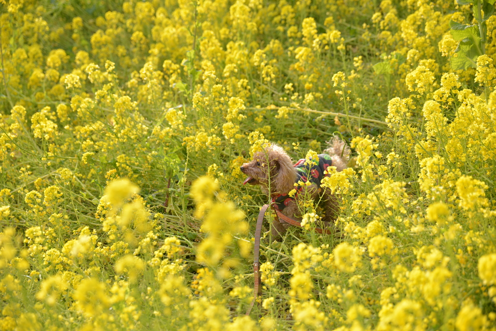 迷子の愛犬