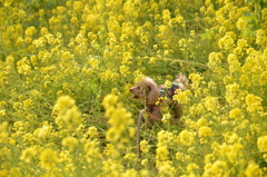迷子の愛犬