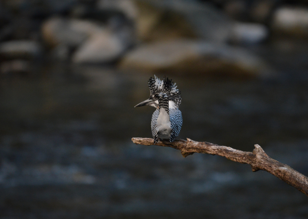 D600+BORGにて　①