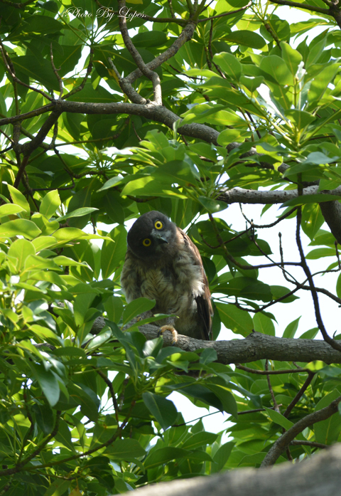 何見てんだよ～！