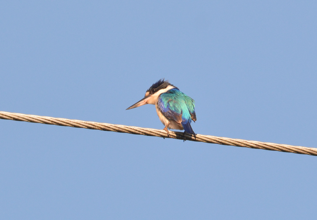 モリショウビン　Forest　KingFisher　②