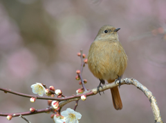 花飾り
