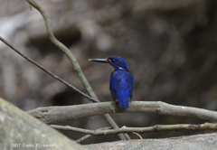 Azure　Kingfisher