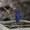 Azure　Kingfisher