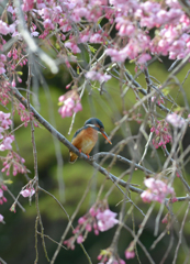 桜カワセミ　枝垂れシャワー
