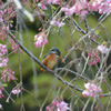 桜カワセミ　枝垂れシャワー