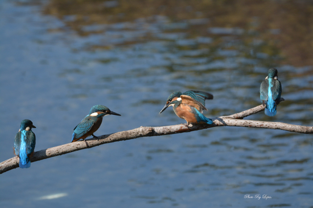 カワちゃん　ベイビー　１