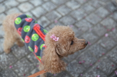 お花見前に１