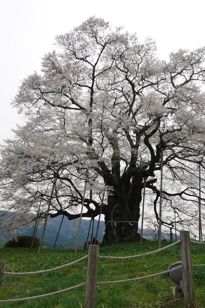 醍醐桜B