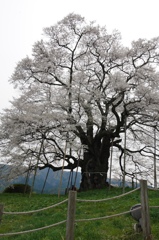 醍醐桜B